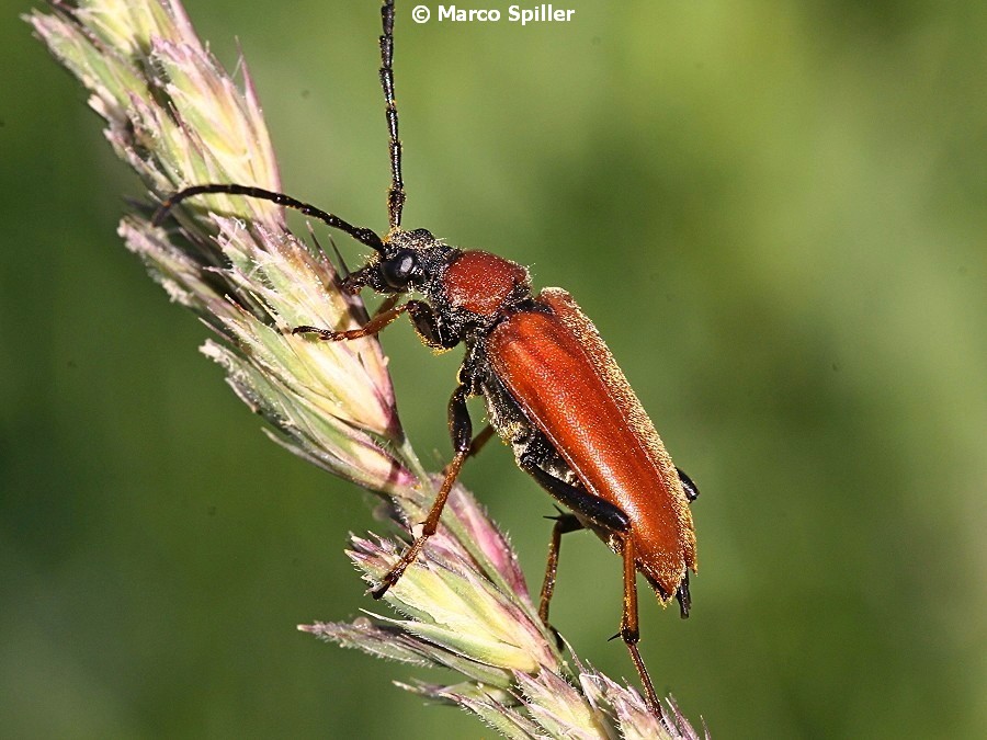 Stictoleptura rubra